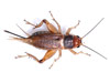 Scott's Pest Control - other bugs